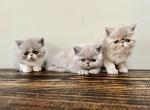 Exotic Shorthair babies - Persian Cat For Sale - Ozark&comma; AL&comma; US