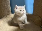 Nico - Scottish Straight Cat For Sale - Renton&comma; WA&comma; US