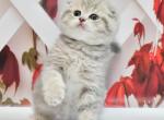 Bugatti - Scottish Fold Cat For Sale - Chicago&comma; IL&comma; US
