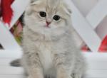 Brenda - Scottish Fold Cat For Sale - Chicago&comma; IL&comma; US