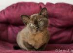 Julie - Burmese Cat For Sale - Pembroke Pines&comma; FL&comma; US