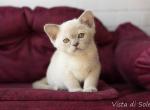 Kalinka - Burmese Cat For Sale - Pembroke Pines&comma; FL&comma; US
