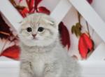 Brenda - Scottish Fold Cat For Sale - Los Angeles&comma; CA&comma; US