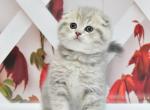 Bugatti - Scottish Fold Cat For Sale - Los Angeles&comma; CA&comma; US