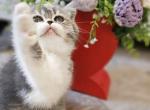Fluffy&Shella - British Shorthair Cat For Sale - Brooklyn&comma; NY&comma; US