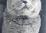 Richard&Tyson - British Shorthair Cat For Adoption - Brooklyn&comma; NY&comma; US