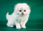 Businka&lowbar; - Scottish Fold Cat For Sale - Hollywood&comma; FL&comma; US