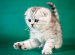 Bella - Scottish Fold Cat For Sale - Hollywood&comma; FL&comma; US