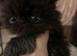 Black male - Persian Cat For Sale - Clay&comma; PA&comma; US