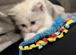 Maple - Minuet Cat For Sale - West Branch&comma; MI&comma; US