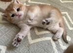 Liter E British golden - British Shorthair Cat For Sale - Staten Island&comma; NY&comma; US