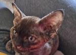 Bambee - Devon Rex Cat For Sale - Stanford&comma; MT&comma; US