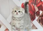 Bugatti - Scottish Fold Cat For Sale - Hollywood&comma; FL&comma; US