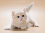 Simfa - British Shorthair Cat For Sale - Miami&comma; FL&comma; US