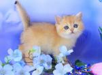 Eclair - British Shorthair Cat For Sale - Miami&comma; FL&comma; US