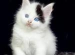 Ocean - Maine Coon Cat For Sale - Miami&comma; FL&comma; US