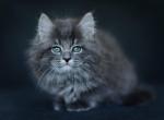 Winning - Siberian Cat For Sale - Norwalk&comma; CT&comma; US