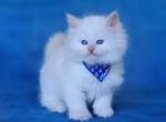 Walt - Siberian Cat For Sale - Norwalk&comma; CT&comma; US