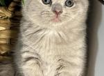 Jessica - British Shorthair Cat For Sale - Brooklyn&comma; NY&comma; US