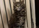 11 wk old Female Maine Coon CFA Registered - Maine Coon Cat For Sale - Marshalltown&comma; IA&comma; US