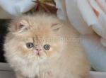 Amur cream persian exotic longhair boy - Persian Cat For Sale - Los Angeles&comma; CA&comma; US
