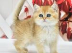 Faina - British Shorthair Cat For Sale - Los Angeles&comma; CA&comma; US