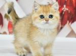 Fiesta - British Shorthair Cat For Sale - Chicago&comma; IL&comma; US
