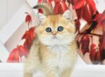 Fiona - British Shorthair Cat For Sale - Chicago&comma; IL&comma; US
