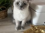 Oscar - British Shorthair Cat For Sale - Brooklyn&comma; NY&comma; US