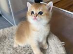 Boss - British Shorthair Cat For Sale - New York&comma; NY&comma; US