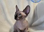 Sphynx Elvis - Sphynx Cat For Sale - Lockport&comma; IL&comma; US