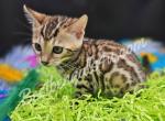 TICA Bengal Female Fae - Bengal Cat For Sale - Daytona Beach&comma; FL&comma; US