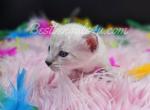 TICA snow lynx - Bengal Cat For Sale - Daytona Beach&comma; FL&comma; US