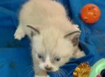 Sealpoint Snowshoe Girl - Snowshoe Cat For Sale - Walterboro&comma; SC&comma; US