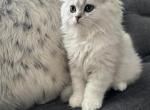 Ares - British Shorthair Cat For Sale/Service - Phila&comma; PA&comma; US