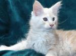 Apricot - Maine Coon Cat For Sale - Brooklyn&comma; NY&comma; US