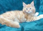 Amulet - Maine Coon Cat For Sale - Brooklyn&comma; NY&comma; US