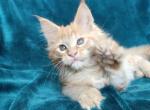 Arabica - Maine Coon Cat For Sale - Brooklyn&comma; NY&comma; US