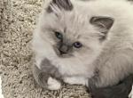 Minnie - Ragdoll Cat For Sale - Mount Joy&comma; PA&comma; US