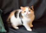 Eva - Exotic Cat For Sale - Norwalk&comma; CT&comma; US