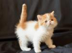 Elly - Exotic Cat For Sale - Norwalk&comma; CT&comma; US