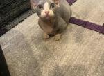 Blue Dwelf - Bambino Cat For Sale - Chicago&comma; IL&comma; US