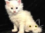 EN1 - Maine Coon Cat For Sale - MN&comma; US