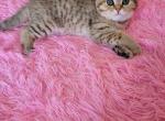Eddie - Scottish Fold Cat For Sale - Philadelphia&comma; PA&comma; US