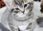 Ozzie - Scottish Straight Cat For Sale - Molalla&comma; OR&comma; US