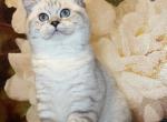 Rafaela - British Shorthair Cat For Sale - Philadelphia&comma; PA&comma; US