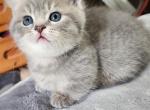 Bruce - Munchkin Cat For Sale - Molalla&comma; OR&comma; US