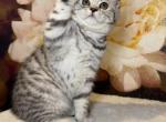 Vanessa - British Shorthair Cat For Sale - Philadelphia&comma; PA&comma; US