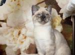 Milo - British Shorthair Cat For Sale - Philadelphia&comma; PA&comma; US