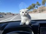 Sara - Scottish Fold Kitten For Sale - Northridge&comma; CA&comma; US